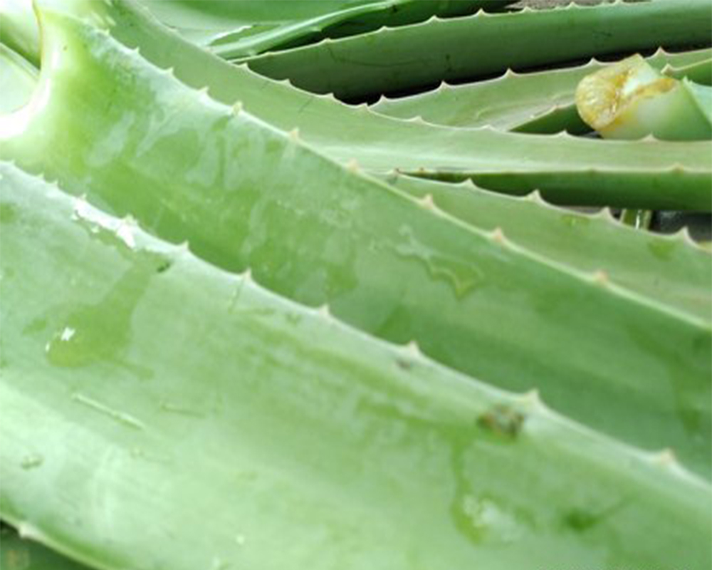 aloevera